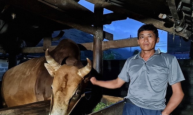 Con bò vàng nặng hơn 6 tạ của Sùng Chú Ly. Ảnh: Đào Thanh.
