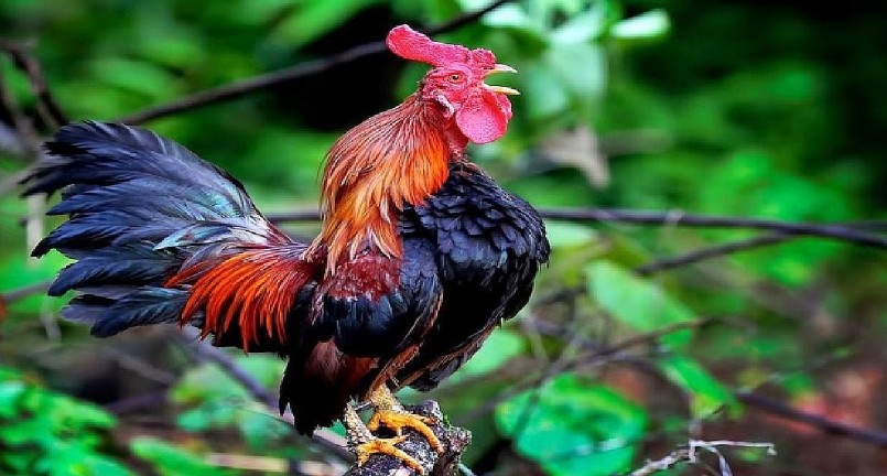 Tiếng gáy của gà Cười Indonesia rất giống tiếng cười của con người, khiến người nghe chỉ muốn cười theo. 