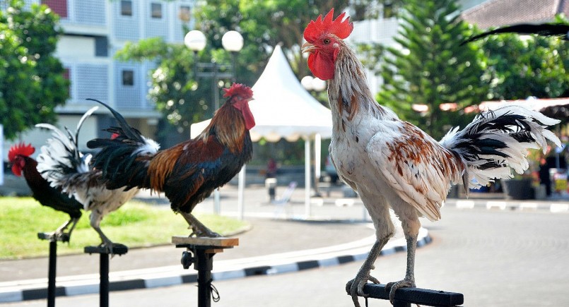 Những cuộc thi gà cười Ayam Ketawa thu hút sự chú ý của nhiều du khách và người dân địa phương.