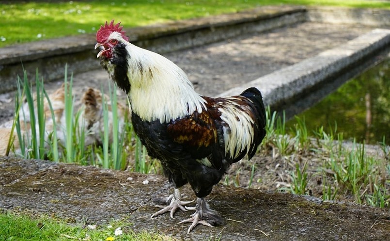 Ayam Ketawa là giống gà cười được ưa chuộng bởi đặc điểm độc đáo.