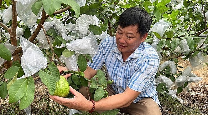 Ông Trịnh Xuân Hòa chăm sóc vườn ổi lê Đài Loan.