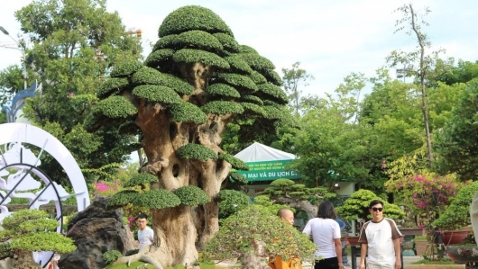 Điểm nhấn từ những siêu phẩm bonsai tiền tỷ vạn người mê tại triển lãm sinh vật cảnh Quy Nhơn