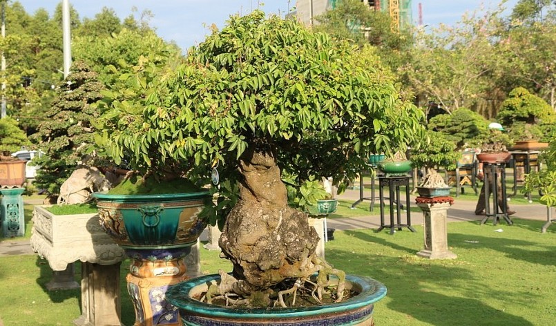 Chỉ tính riêng về cây cảnh và bonsai đã có hơn 1.300 tác phẩm dự thi và trưng bày.