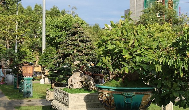 Đặc sắc nhất trong buổi triển lãm là dàn bonsai với hàng trăm tác phẩm độc đáo, mỗi cây có tuổi đời lên đến hàng trăm năm. 