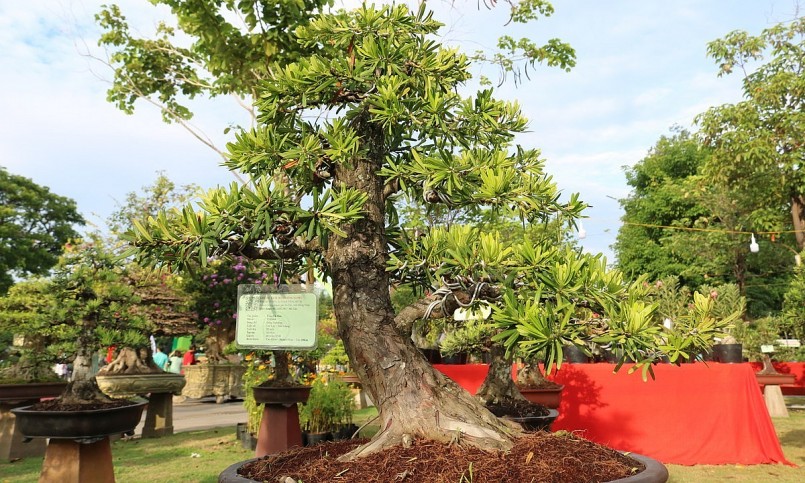 Một cây tùng la hán 35 năm tuổi được tạo dáng đẹp mắt đến từ tỉnh Đồng Tháp.