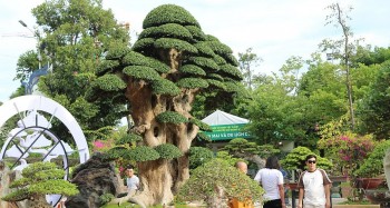 Điểm nhấn từ những siêu phẩm bonsai tiền tỷ vạn người mê tại triển lãm sinh vật cảnh Quy Nhơn