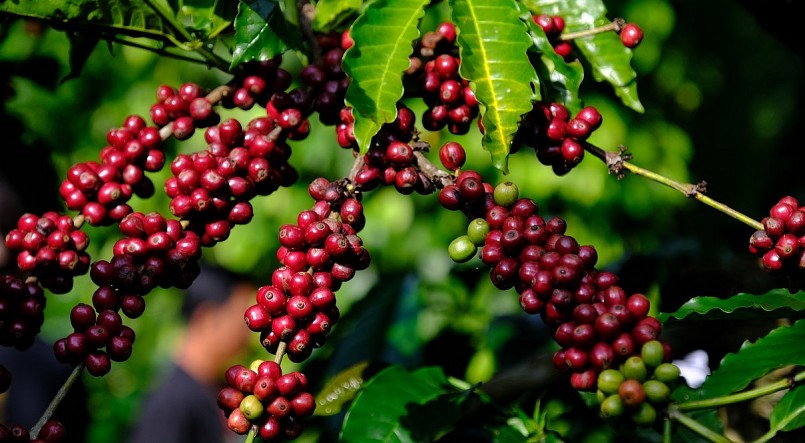 Giá nông sản hôm nay (22/8) cà phê xu hướng tăng ở lại trên sàn kỳ hạn. 