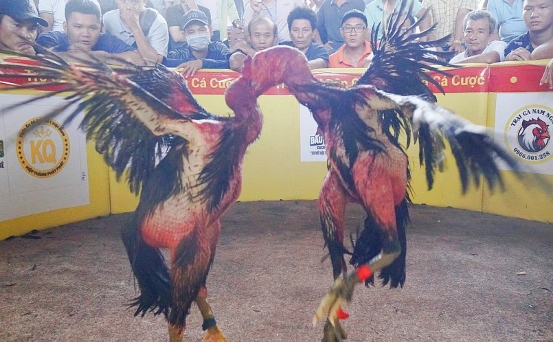 Hội chọi gà dân gian nhằm gìn giữ mét đặc sắc của nghệ thuật chọi gà và nuôi gà chọi.