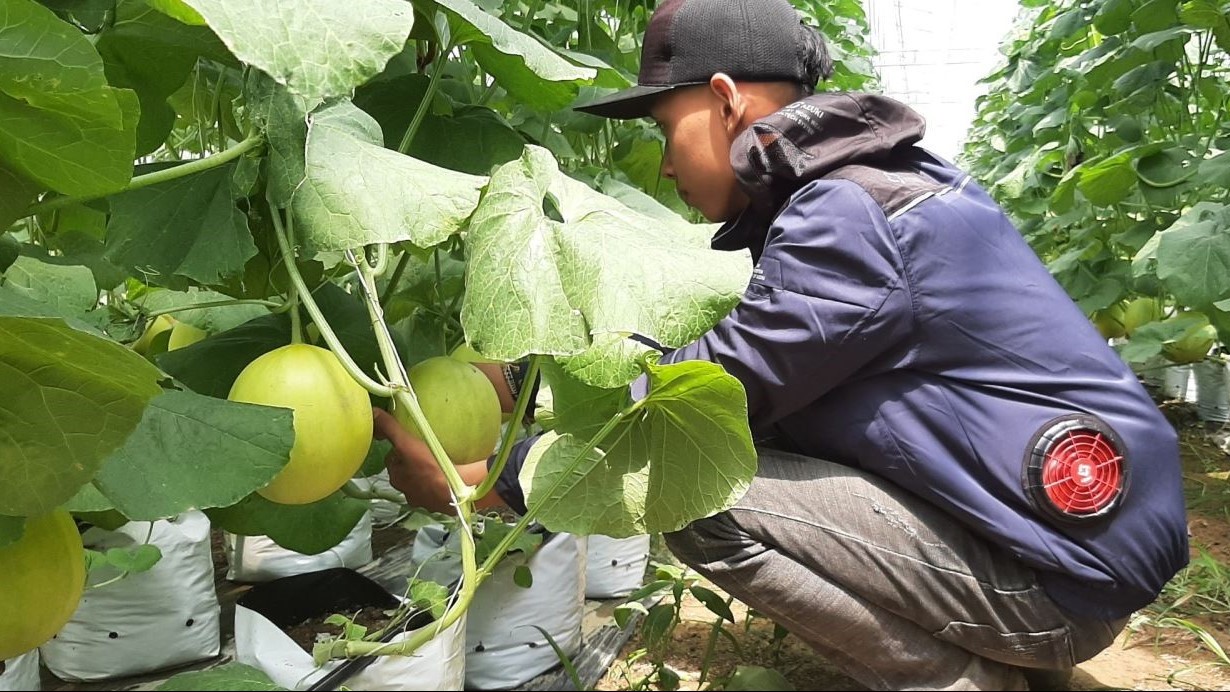 Dưa kim hoàng hậu được chăm sóc trong nhà màng, anh nông dân xứ Thanh bỏ túi tiền tỷ
