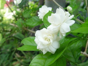 Loài hoa thơm ngát ở Việt Nam thường dùng ướp trà, sang nước ngoài có giá hơn 500 nghìn/kg