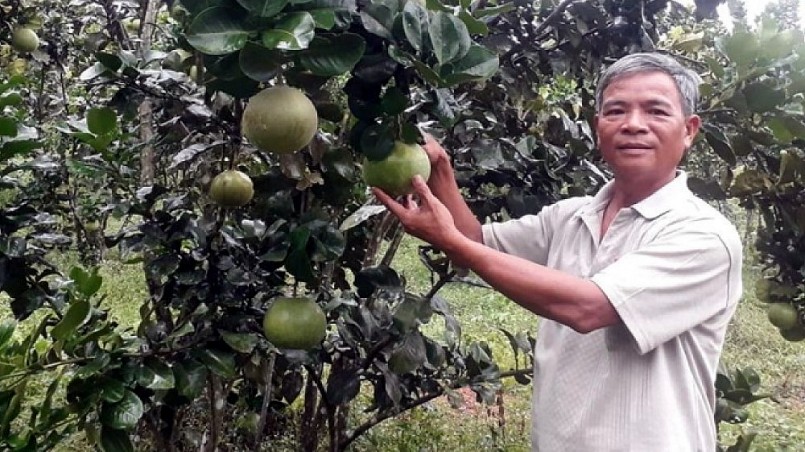Nông dân huyện Hòa Vang yên tâm mở rộng diện tích bưởi da xanh vì được hỗ trợ liên kết đầu ra cho sản phẩm.