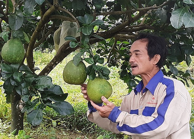 Ông Phan Văn Hữu (ở thôn Trung Nghĩa, Hòa Ninh) giới thiệu vườn bưởi 3 năm tuổi đã ra những trái đầu tiên.