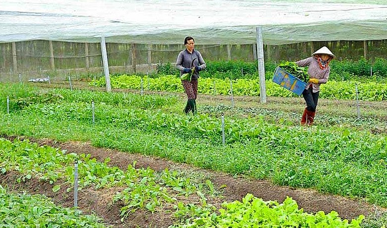 Rau sạch được trồng tại trang trại Nam An Farm ở xã Minh Tân (huyện Dầu Tiếng) để nuôi heo rừng.