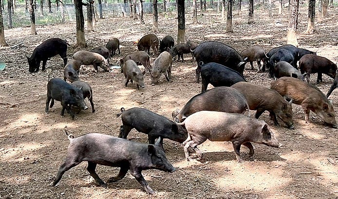 Heo rừng lai được nuôi theo hình thức bán hoang dã để đảm bảo chất lượng thịt nâng cao.