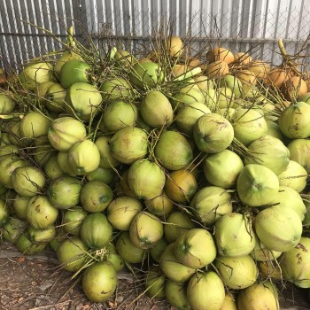 Nhà vườn bán 3.500 đồng/trái dừa, đến tay người tiêu dùng 20.000 đồng/trái và đâu là sự thật?