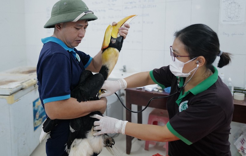 Kiểm tra sức khỏe chim hồng hoàng trước khi tiến hành quy trình thả.