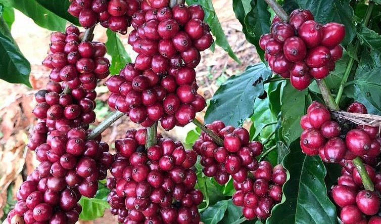 Giá nông sản hôm nay (23/8), giá cà phê đà tăng khởi sắc trên sàn kỳ hạn. Trong khi Robusta ngập sắc xanh thì Arabica quay đầu giảm nhẹ. 