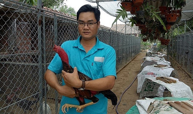 Không chỉ nuôi gà chọi mát tay anh Bấu còn kết nối thị trường gà chọi khắp cả nước.