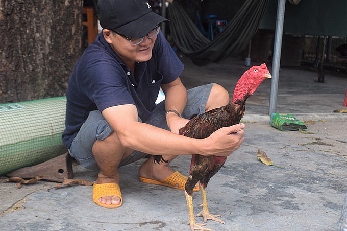Anh Thái Bửu Bấu đang chăm sóc một trong hàng trăm con gà chiến mà anh đang nuôi.