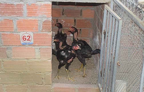 Những chú gà choai nằm trong khu nuôi gà nòi của anh Bấu.