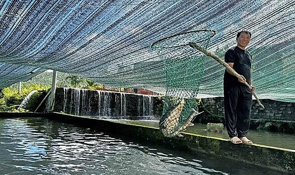 Một bể nuôi cá tầm chuẩn bị được thu hoạch của ông Huỳnh Ngọc Thu (xã Rô Men, huyện Đam Rông) với mức giá trung bình 200.000 đồng/kg.