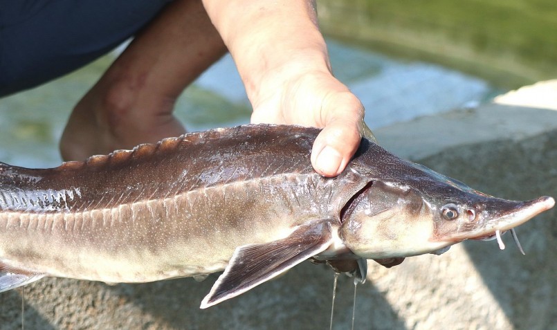 Cá tầm được nuôi trong bể xi măng ở Đam Rông phát triển tốt.