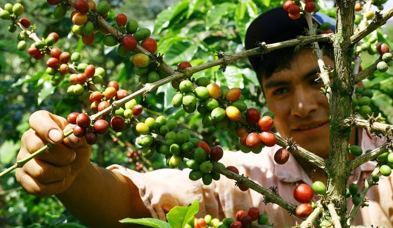 Giá nông sản hôm nay (24/8), cà phê tăng khởi sắc trên sàn kỳ hạn, trong đó, giá cà phê robusta tăng 2,14% lên mức 2.628 USD/tấn - cao nhất kể từ đầu tuần.