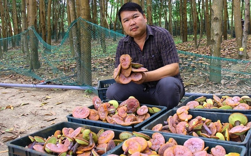 Anh Hiệu tiên phong trồng nấm linh chi đỏ dưới tán rừng keo ở Gia Lai. 