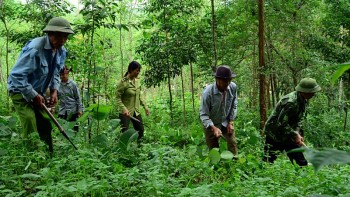 Đề xuất quy định phê duyệt phương án quản lý rừng bền vững