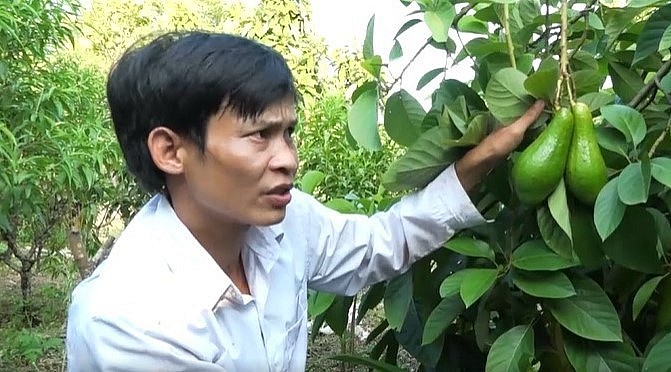 Sáng tạo đưa cây bơ về trồng xen cây vải giúp nông dân Bắc Giang thu lợi kép.