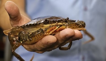 Bất ngờ với trại cua biển trên núi bí quyết từ nguồn nước tự pha chế