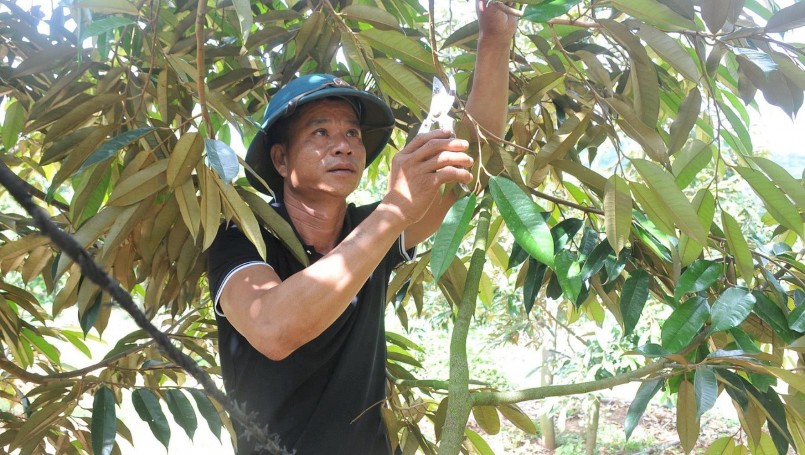 Anh Lê Hồng Thảo, tổ dân phố Tân Tiến, phường Nghĩa Thành (Gia Nghĩa) cắt cành, chặn đọt cho cây sầu riêng.