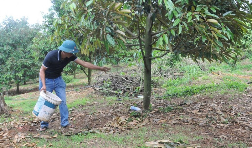 Anh Lê Hồng Thảo sử dụng phân hữu cơ để bón thúc cho vườn sâu riêng.