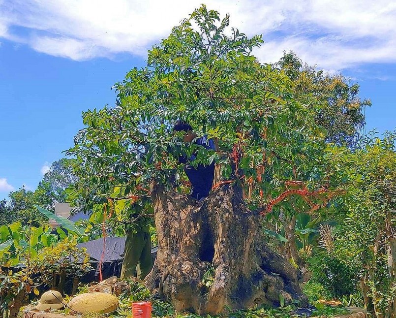 Cây thị cổ thụ vốn là cây tự nhiên nên khi tạo dáng bonsai đòi hỏi nhiều thời gian.