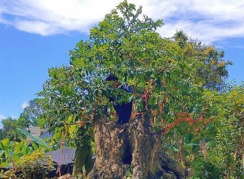 Kỳ công tạo dáng bonsai cây thị 400 tuổi gốc 4 người ôm, bất ngờ đổi chủ với giá 400 triệu đồng