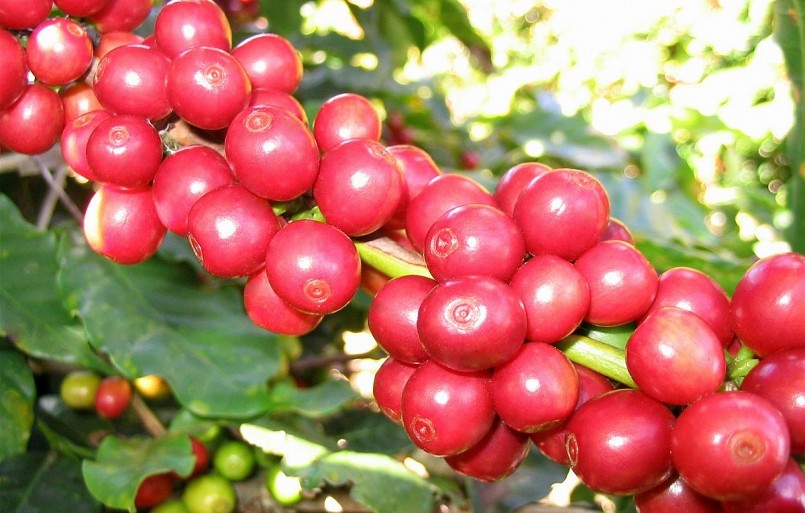 Giá nông sản hôm nay (25/8), giá cà phê đà tăng kéo dài trên sàn kỳ hạn. Trong đó, giá cà phê robusta tiếp tục tăng 0,17% lên mức 2.406 USD/tấn.
