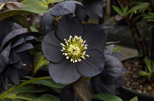 Loài hoa được mệnh danh là “kim cương đen”, mang màu đen huyền bí, đẹp làm say lòng người
