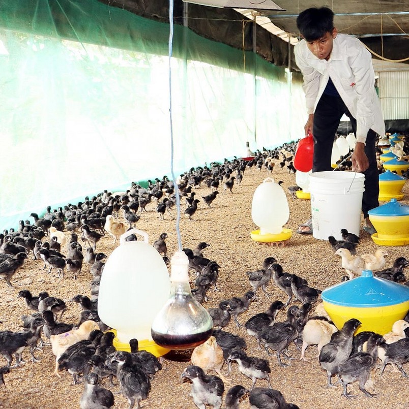 Trang trại nuôi gà nhỡ của gia đình chị Đặng Thị Bé quy mô 20.000 con/5 chuồng với nhiều ưu điểm vượt trội.
