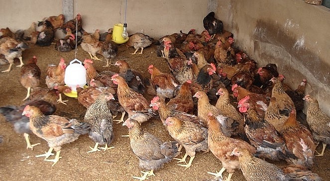 Gà nhỡ (còn gọi là gà lỡ) được nhiều người nuôi lựa chọn vì an toàn khi gà đã trưởng thành và được phòng bệnh.
