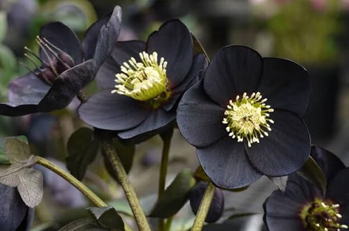 Loài hoa được mệnh danh là “kim cương đen”, mang vẻ đẹp huyền bí làm say lòng người