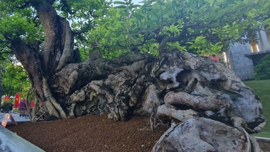 Lần đầu tiên lộ diện siêu phẩm quăng bonsai cực hiếm dáng "ngọa hổ linh sơn" được coi là vô giá