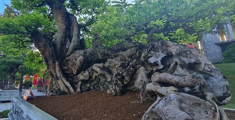 Cây quăng bonsai độc lạ được mang đến Triển lãm và hội thi sinh vật cảnh khu vực miền Trung - Tây Nguyên mở rộng năm 2023 diễn ra tại Bình Định từ 19 đến 29/8.