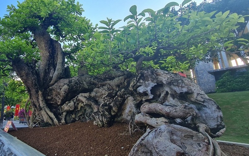 Gốc bonsai với tuổi đời hàng trăm năm gợi nhớ về cây quăng rừng lúc lỉu quả chín, nhuộm đỏ cả cành những ngày hè.