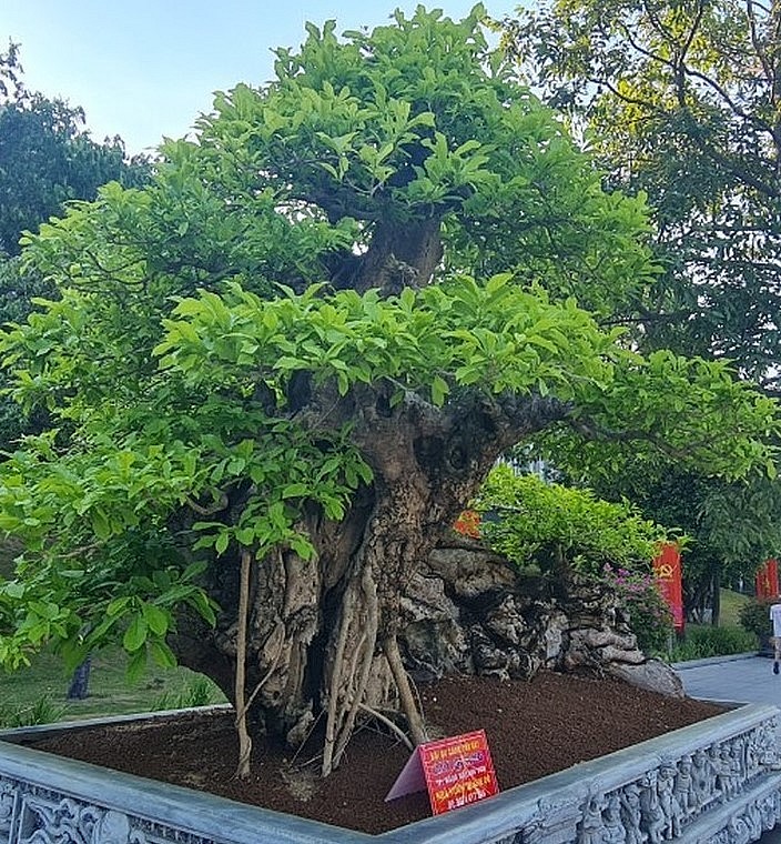 Lần đầu tiên lộ diện siêu phẩm quăng bonsai cực hiếm dáng 
