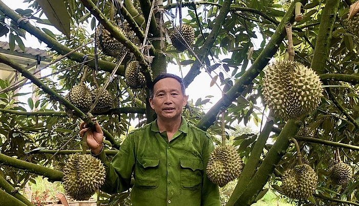 Ông Lê Quang Giang (thôn 2, xã Ia Ka, huyện Chư Păh, tỉnh Gia Lai) trồng 80 cây sầu riêng cho thu hoạch khoảng 14 tấn, thu nhập hơn 700 triệu đồng.
