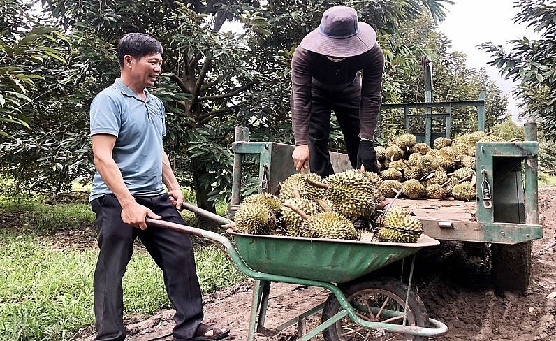 Ông Nguyễn Hữu Hùng (thôn 2, xã Ia Ka, huyện Chư Păh, tỉnh Gia Lai) thu lãi khoảng 1,7 tỷ đồng từ 250 cây sầu riêng.