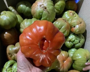 Loại cà chua xấu lạ xưa ít người ăn, nay thành đặc sản 50.000 đồng/kg vẫn được săn lùng