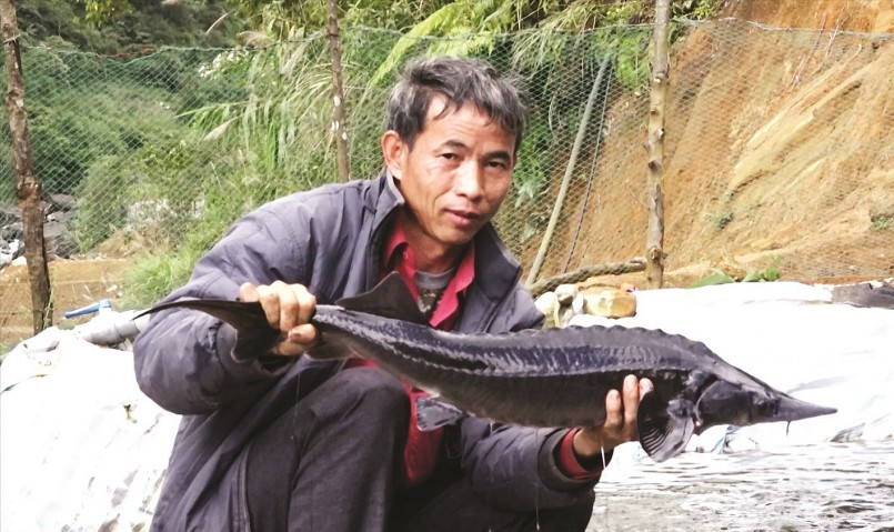 Từ nuôi cá nước lạnh, nhiều gia đình ở bản Chu Va 6 có thu nhập hàng trăm triệu đồng mỗi năm