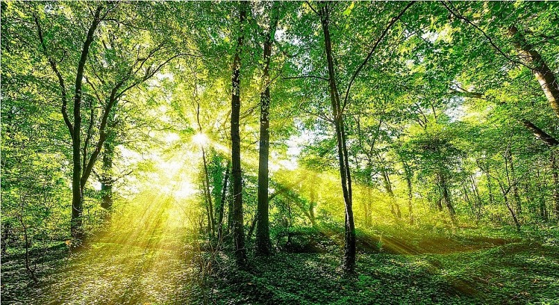 Phấn đấu tăng diện tích rừng tự nhiên nghèo được phục hồi.