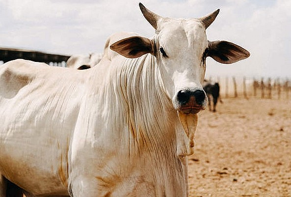 Bò Nelore là một giống bò đặc trưng bởi bộ lông trắng sáng. 